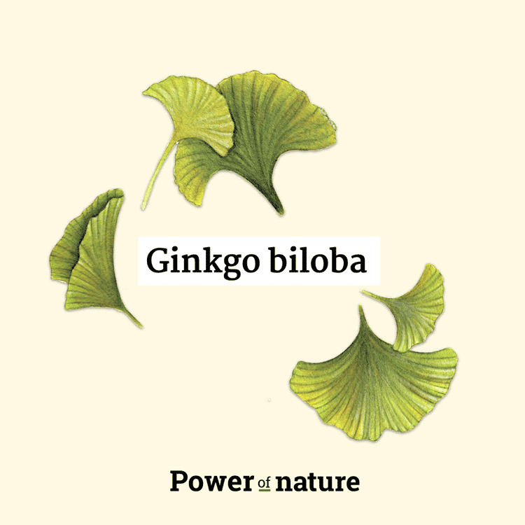 power-of-nature-brain-support-ginkgo